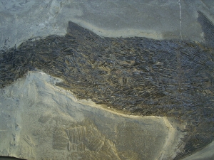 Ptycholepis, Haarfisch aus Holzmaden