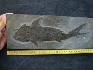 Ptycholepis, Haarfisch aus Holzmaden