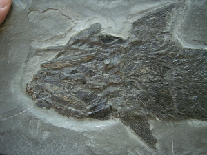 Ptycholepis, Haarfisch aus Holzmaden