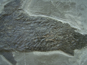 Ptycholepis, Haarfisch aus Holzmaden