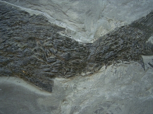 Ptycholepis, Haarfisch aus Holzmaden