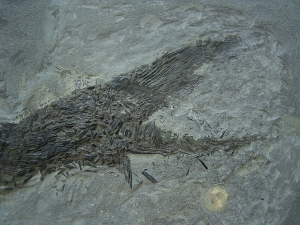 Ptycholepis, Haarfisch aus Holzmaden