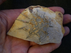 Rugoconites, Praekambrium-Raritaet!