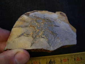 Rugoconites, Praekambrium-Raritaet!
