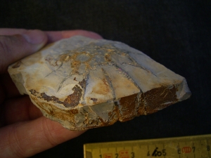 Rugoconites, Praekambrium-Raritaet!