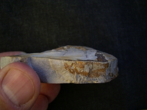 Rugoconites, Praekambrium-Raritaet!