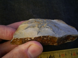 Rugoconites, Praekambrium-Raritaet!