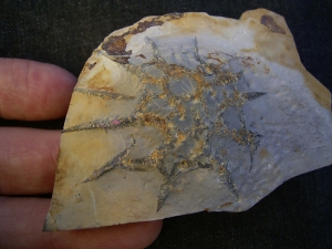 Rugoconites, Praekambrium-Raritaet!