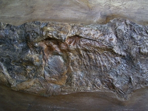 Riesiger Cyclurus aus Messel