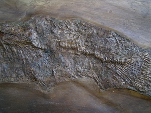 Riesiger Cyclurus aus Messel