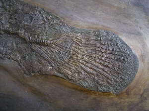 Riesiger Cyclurus aus Messel