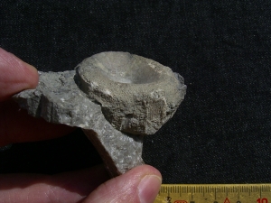 Cymbospondylus Wirbel, Muschelkalk