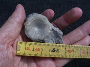Cymbospondylus Wirbel, Muschelkalk
