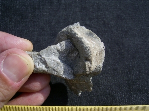 Cymbospondylus Wirbel, Muschelkalk