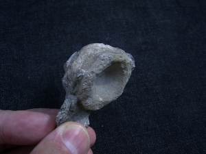 Cymbospondylus Wirbel, Muschelkalk