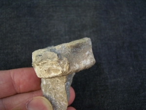 Cymbospondylus Wirbel, Muschelkalk