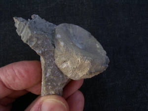 Cymbospondylus Wirbel, Muschelkalk