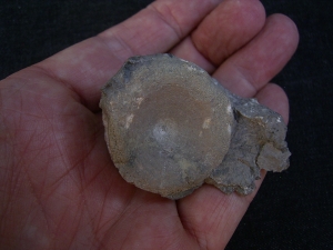 Cymbospondylus Wirbel, Muschelkalk
