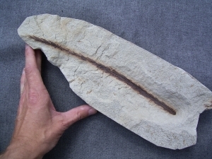 Zweig eines Nadelbaumes Voltzia