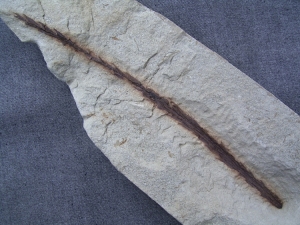 Zweig eines Nadelbaumes Voltzia