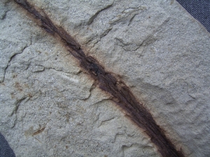 Zweig eines Nadelbaumes Voltzia