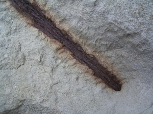 Zweig eines Nadelbaumes Voltzia