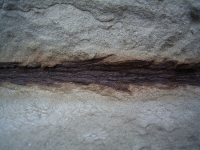 Zweig eines Nadelbaumes Voltzia