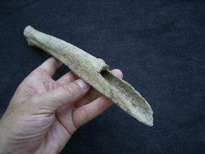 Cro Magnon Femurknochen