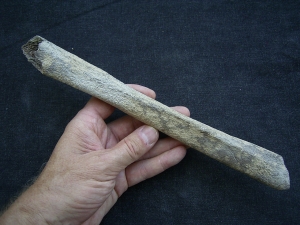 Cro Magnon Femurknochen