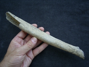 Cro Magnon Femurknochen