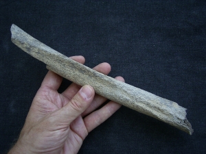 Cro Magnon Femurknochen