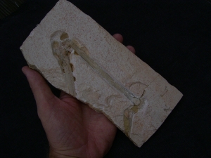 Flugsaurier Flügel Rhamphorhynchus