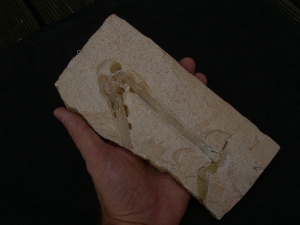 Flugsaurier Flügel Rhamphorhynchus