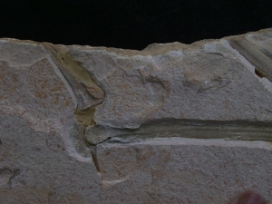 Flugsaurier Flügel Rhamphorhynchus