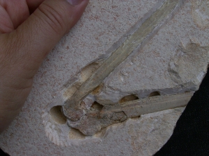 Flugsaurier Flügel Rhamphorhynchus
