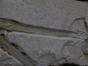 Flugsaurier Flügel Rhamphorhynchus