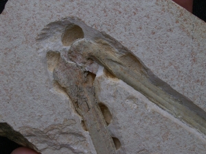 Flugsaurier Flügel Rhamphorhynchus