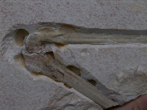 Flugsaurier Flügel Rhamphorhynchus