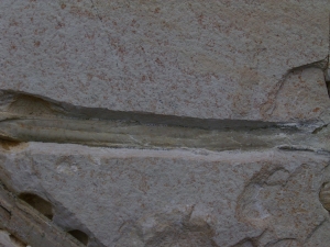 Flugsaurier Flügel Rhamphorhynchus
