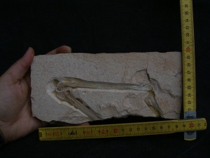 Flugsaurier Flügel Rhamphorhynchus