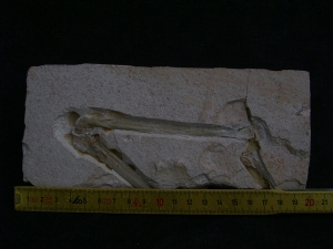Flugsaurier Flügel Rhamphorhynchus