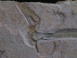 Flugsaurier Flügel Rhamphorhynchus