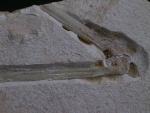 Flugsaurier Flügel Rhamphorhynchus