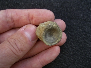 Mixosaurus Wirbel, Unterer Muschelkalk