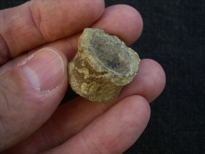 Mixosaurus Wirbel, Unterer Muschelkalk