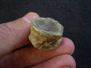 Mixosaurus Wirbel, Unterer Muschelkalk