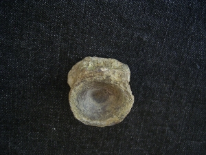 Mixosaurus Wirbel, Unterer Muschelkalk