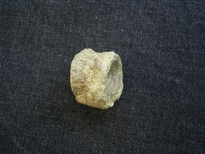 Mixosaurus Wirbel, Unterer Muschelkalk