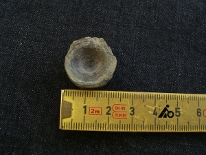 Mixosaurus Wirbel, Unterer Muschelkalk