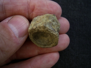 Mixosaurus Wirbel, Unterer Muschelkalk